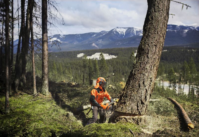 Landscape and Snow Removal  Husqvarna 24" 572XP 70.6 cc Professional Chainsaw Photo